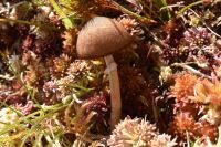 Psathyrella