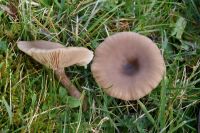 Pseudoclitocybe