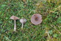 Pseudoclitocybe