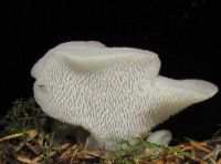 Pseudohydnum