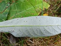 Puccinia