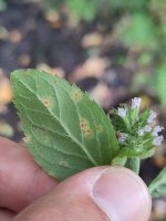 Puccinia