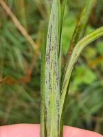 Puccinia