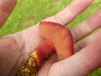 Rubinoboletus