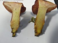 Rubinoboletus