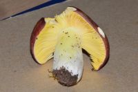 Russula