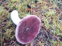 Russula