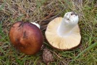 Russula