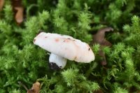 Russula
