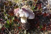 Russula