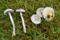 Stropharia