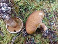 Suillus