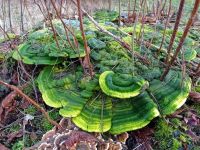 Trametes