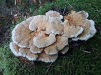 Trametes