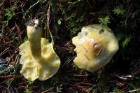 Tricholoma