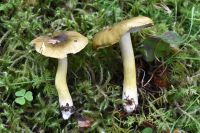 Tricholoma