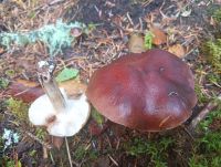 Tricholoma