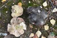 Tricholoma